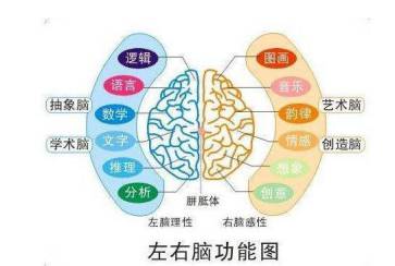 左右腦功能圖